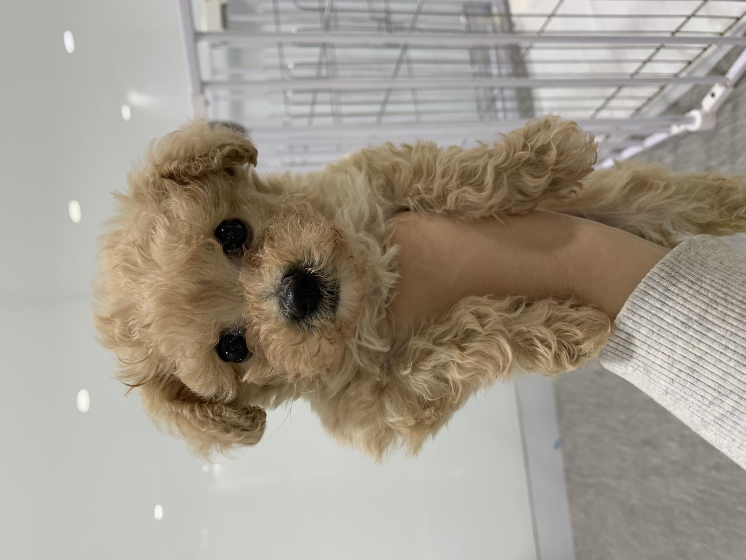 구리반려동물문화센터_441398202500008